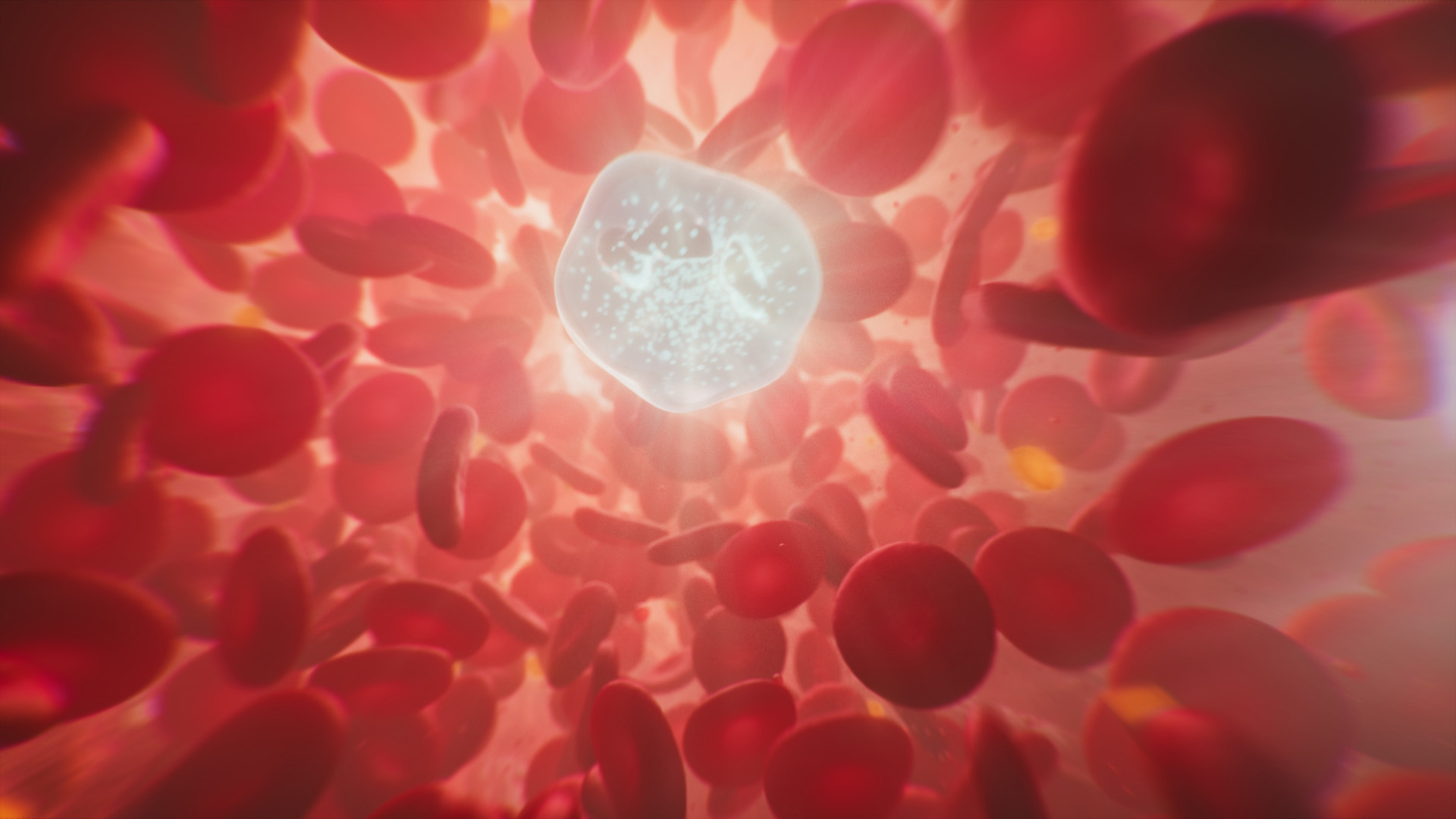 CG rendered animation: Many red blood cells pass by the camera, which is inside a blood vessel. Other blood components, such as white blood cells (neutrophils) and platalets are also present. The movement is rhythmically in time with a heart beat, audible in the background. The cells speed up and slow down, but never stop moving.